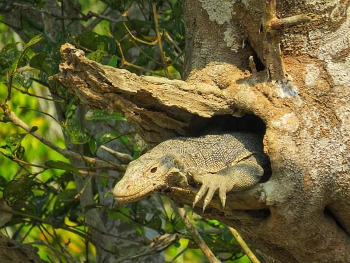 Sundarban Tour Package from Kolkata: How to pick the best