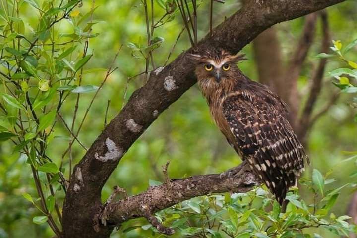 Where to Spot Wildlife on a Sundarban Tour| Mangrove Safari