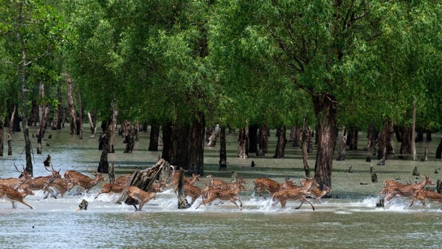 Sundarban Family Tour Package